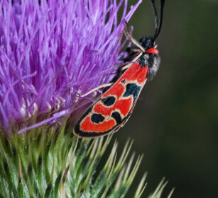 Zygaena carniolica, Eastern Burnet