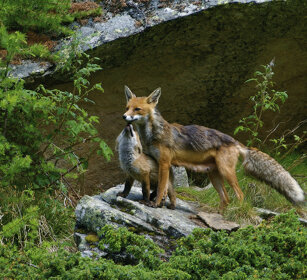 Volpi comuni (Vulpes vulpes), Red Foxes PN del Gran Paradiso, Gran Paradiso NP
