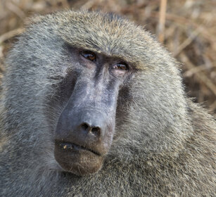 Babbuino verde (Papio Anubis), Olive Baboon parco nazionale del Serengeti, Serengeti NP