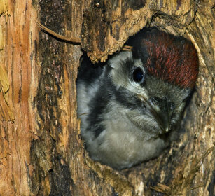 giovane di Picchio rosso maggiore juvenile Great Spotted Woodpecker (Dendrocopos major)