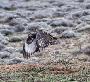 Aquila di Verreaux (Aquila verreauxii) Verreaux's Eagle, Sanetti plateau