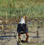Aquila pescatrice africana Haliaeetus vocifer African Fish-eagle, Awasa, Etiopia