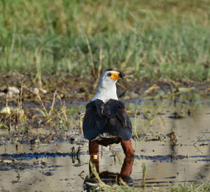 Aquila pescatrice africana (Haliaeetus vocifer) African Fish-eagle, lago Awasa, lake Awasa