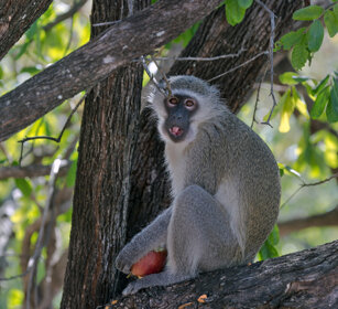 Cercopiteco verde (Chlorocebus pygerythrus) Vervet Monkey, Kruger NP