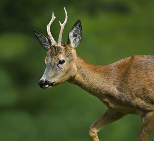 Capriolo (Capreolus capreolus), Roebuck Valle d'Aosta, Aosta Valley