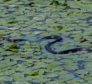 Natrice Natrix Natrice Natrix