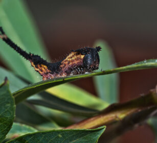 bruco di Arpia (Cerura vinula) dopo la 2° muta Puss Moth caterpillar after the 2nd ecdysis