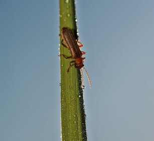 cantaride su foglia, coleopter on a leaf