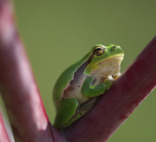 Raganella arborea, Tree-frog Piemonte, Piedmont