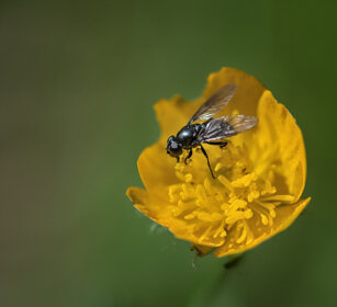mosca su Ranuncolo, fly on a buttercup