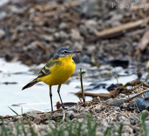 Ballerina gialla (Motacilla cinerea), Grey Wagtail lago Awasa, lake Awasa