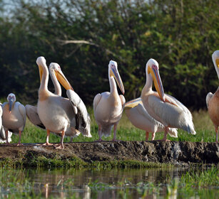 Pellicani (Pelecanus onocrotalus) Great White Pelicans, lago Zway, lake Zway
