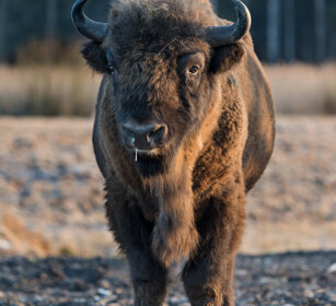 Bisonte europeo (Bison bonasus), European Bison Polonia, Poland