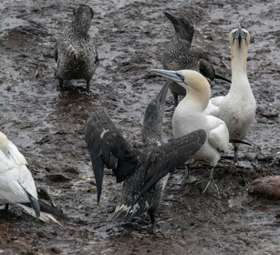 Gannets: request for food Bonaventura island, Gaspesie NP
