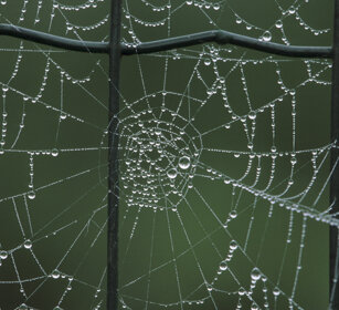 ragnatela, cobweb
