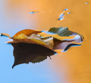 foglie sull'acqua, leaves on the water