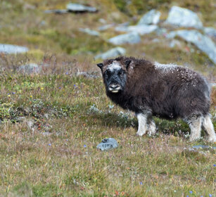 Bue muschiato juv. (Ovibos moschatus), Muskox cub parco nazionale di Dovrefjell, Dovrefjell NP