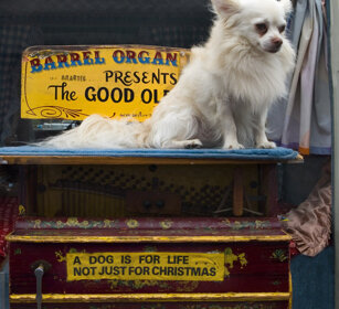 cane, dog Portobello, Londra, London