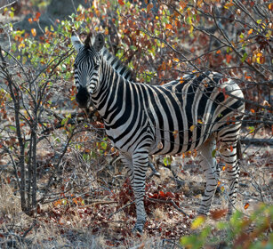 Zebra comune (Equus quagga), Common Zebra PN Kruger, Kruger NP