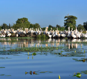 Pellicani (Pelecanus onocrotalus) Great White Pelicans, lago Zway, lake Zway