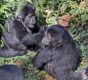Gorilla di montagna Bwindi forest, Uganda