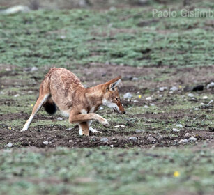 Lupo del Simien (Canis simiensis), Simien Wolf caccia, hunting, Sanetti plateau