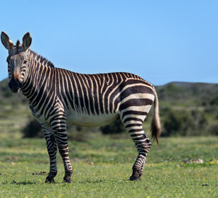 Zebra di montagna del Capo (Equus zebra zebra) Cape Mountain Zebra, De Hoop NR
