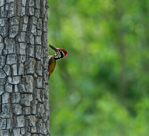 Picchio dorsodorato (Dinopium benghalensis) Black-rumped Flameback, Nagarhole NP, Karnataka