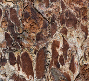 corteccia, bark