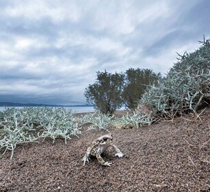 Rospo smeraldino (Bufotes sitibundus) Variable Green Toad