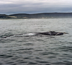 Balena franca australe (Eubalaena australis) Southern Right Whale, Hermanos