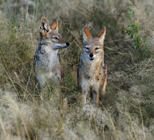 Sciacalli dalla gualdrappa (Canis mesomelas) Black-backed Jackals, Etosha NP