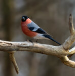 Ciuffolotto m. (Pyrrhula pyrrhula), male Bullfinch Polonia, Poland