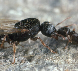 Formiche, Ants Frossasco (To), Piemonte