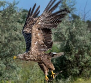 Aquila di mare (Haliaeetus albicilla) White-tailed Eagle Aquila di mare (Haliaeetus albicilla) White-tailed Eagle