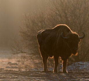 Bisonte europeo (Bison bonasus), European Bison Polonia, Poland