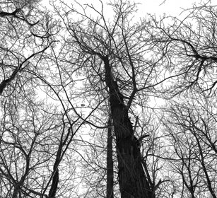 alberi d'inverno, trees in winter