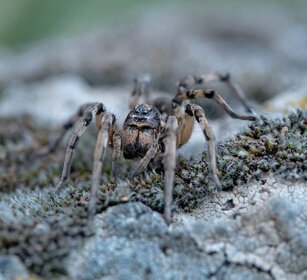 Ragno (Eusparassus walckenaeri) Huntsman Spider