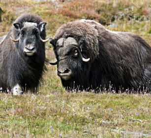 Buoi muschiati (Ovibos moschatus), Muskoxen parco nazionale di Dovrefjell, Dovrefjell NP