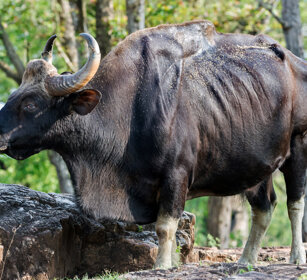 Bisonte indiano (Bos saurus), Indian Bison or Gaur Nagarhole NP, Karnataka