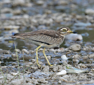 Occhione del Senegal (Burhinus senegalensis) Senegal Thick-knee, lago Awasa, lake Awasa