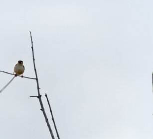 Vedova regia (Vidua regia), Shaft-tailed Whydah Etosha NP