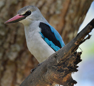Martin pescatore di bosco (Halcyon senegalensis) Woodland Kingfisher, lago Awasa, lake Awasa