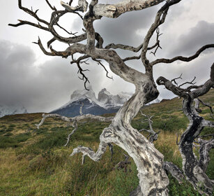 Faggio australe (Nothofagus sp.) PN Torres del Paine, Cile
