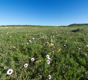 fioriture, flowering PN della West Coast, West Coast NP