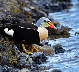Re degli Edredoni, King Eider Norvegia, Norway, Varanger