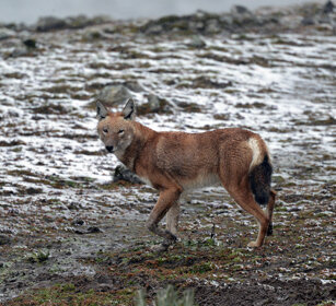 Lupo del Simien nella neve (Canis simiensis) Simien Wolf in the snow, Sanetti plateau
