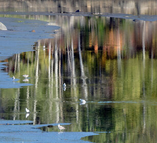 Seagulls Jacques Cartier NP
