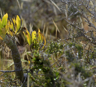 vegetazione, vegetation Fuerteventura
