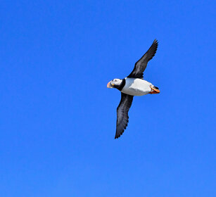 Pulcinella di mare, Puffin Norvegia, Hornoia. Norway, Hornoia Pulcinella di mare, Puffin Norvegia, Hornoia. Norway, Hornoia